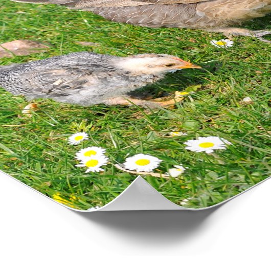 雛を連れて鶏 ポスター (角)