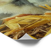 雛、動物、ベビー、かわいい、花黄色、白。 ポスター (角)