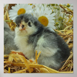 雛、動物、ベビー、かわいい、花黄色、白。 ポスター