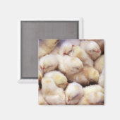 雛、鶏の雛 マグネット (正面/裏面)