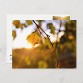 離れズ入り ポストカード (正面/裏面)