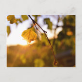 離れズ入り ポストカード (正面)