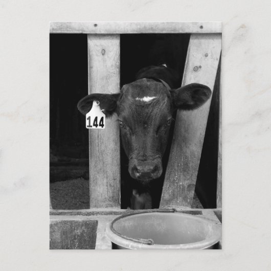 離乳済 ポストカード (正面)