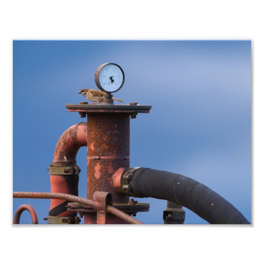 離陸前の気圧チェックに余念のないスズメ！ フォトプリント            (正面)