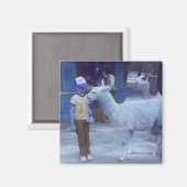 難破したラム噛み込みラマの「ヒューズ」磁石 マグネット (正面/裏面)