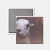 難破したUm Llama磁石 マグネット (正面/裏面)