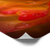 雨が降るバラ4ポスター ポスター (角)