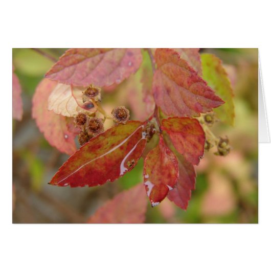 雨が降る紅葉 (正面横)