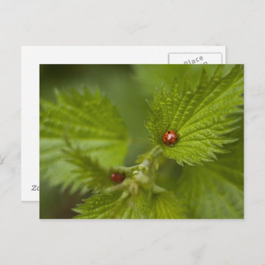 雨で覆われたラディバグ ポストカード (正面/裏面)