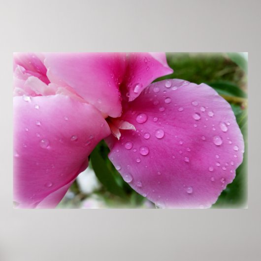 雨に濡れた一枚の花びら ポスター (正面)