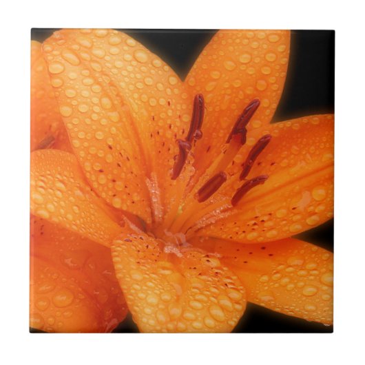 雨のキスを受けたオレンジ色のアジアのタイガーライリー タイル (正面)