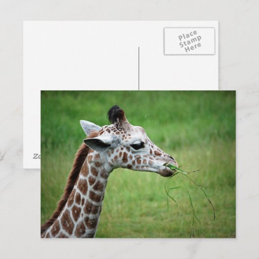 雨のキリン ポストカード (正面/裏面)