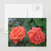 雨のバラ7-19-2012 001.JPG ポストカード (正面/裏面)