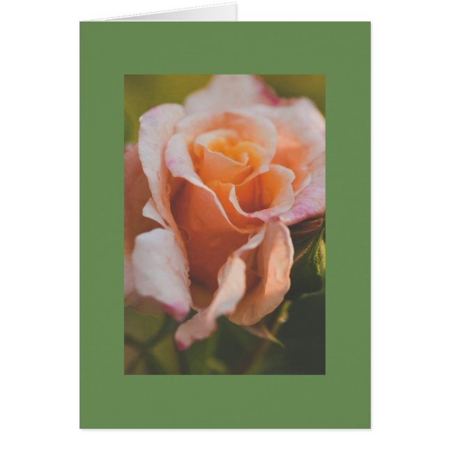 雨の下のバラ (正面)