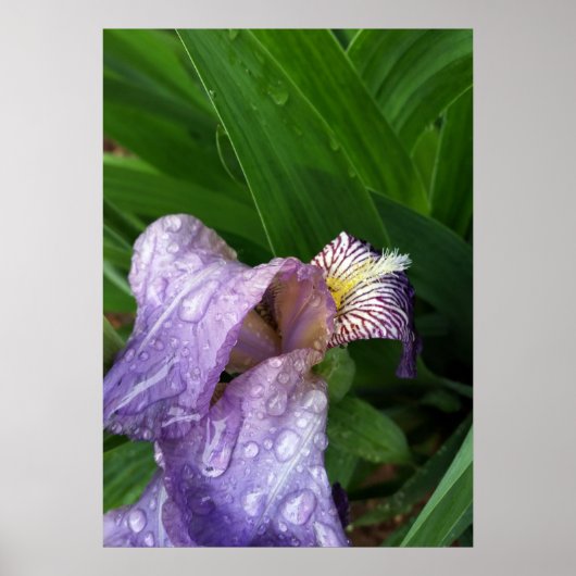 雨の中で ポスター (正面)