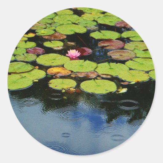 雨の中のピンクの蓮 ラウンドシール (正面)