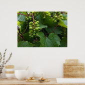 雨の中のブドウ ポスター (キッチン)