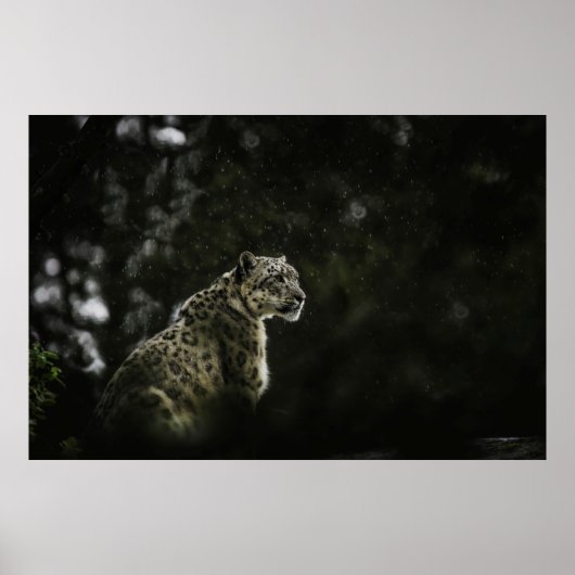 雨の中のユキヒョウ ポスター (正面)