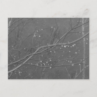 雨の中の枝 ポストカード