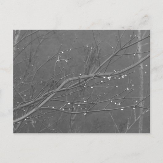 雨の中の枝 ポストカード (正面)