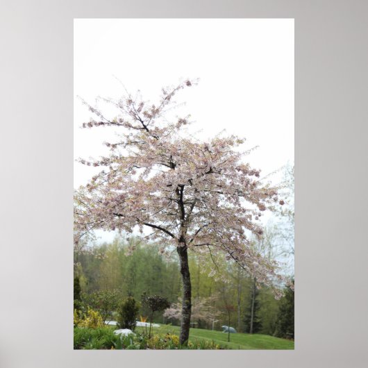 雨の中の桜 ポスター (正面)