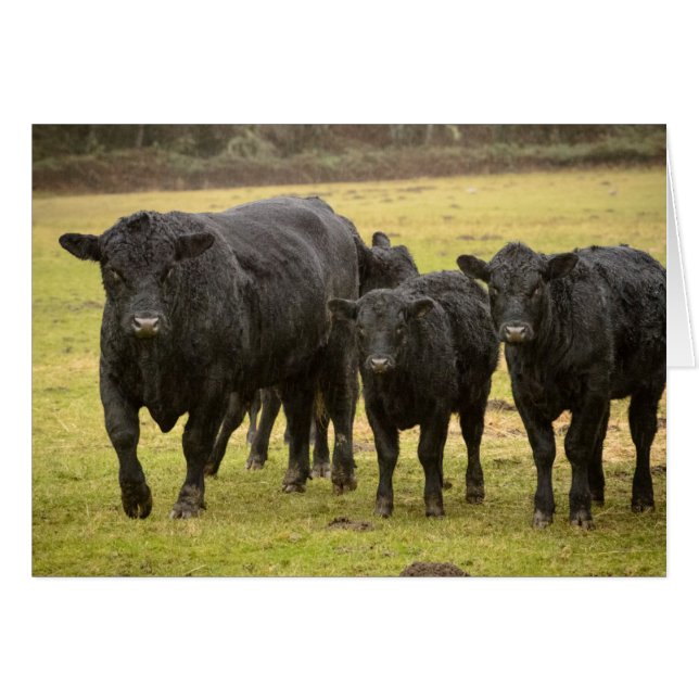雨の中の牛 (正面横)