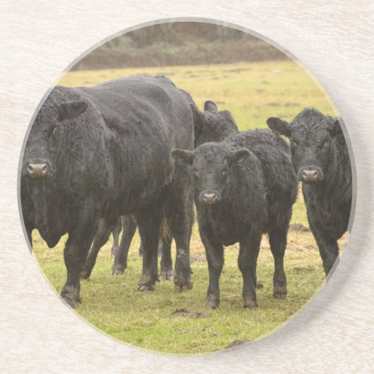 雨の中の牛 コースター (正面)