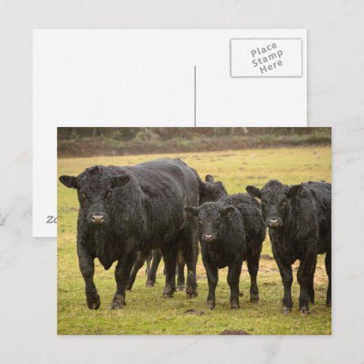 雨の中の牛 ポストカード (正面/裏面)