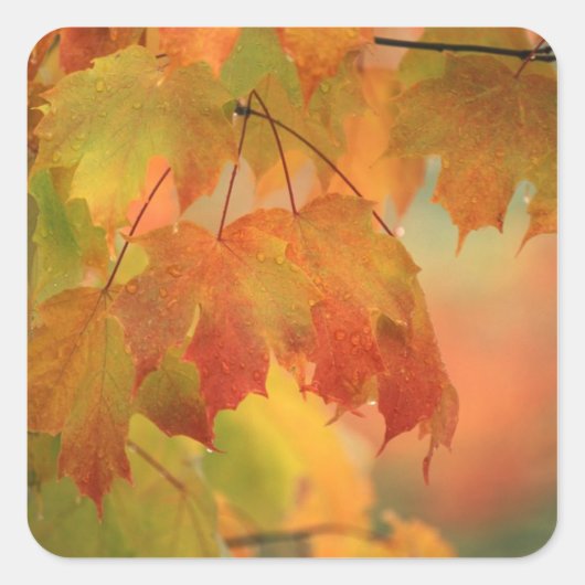 雨の中の米国、北東葉、メエデの。クレジット： スクエアシール (正面)