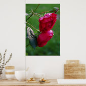 雨の低下 ポスター (キッチン)