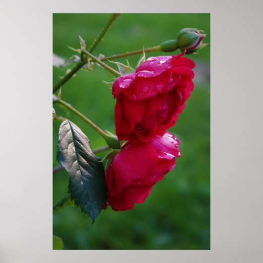 雨の低下 ポスター (正面)