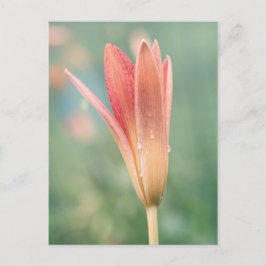雨の多い朝に開くユリ ポストカード