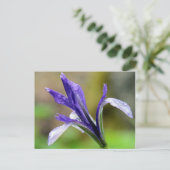 雨の後のアイリス ポストカード (スタンド正面)