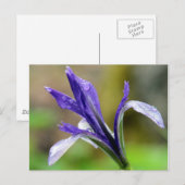 雨の後のアイリス ポストカード (正面/裏面)