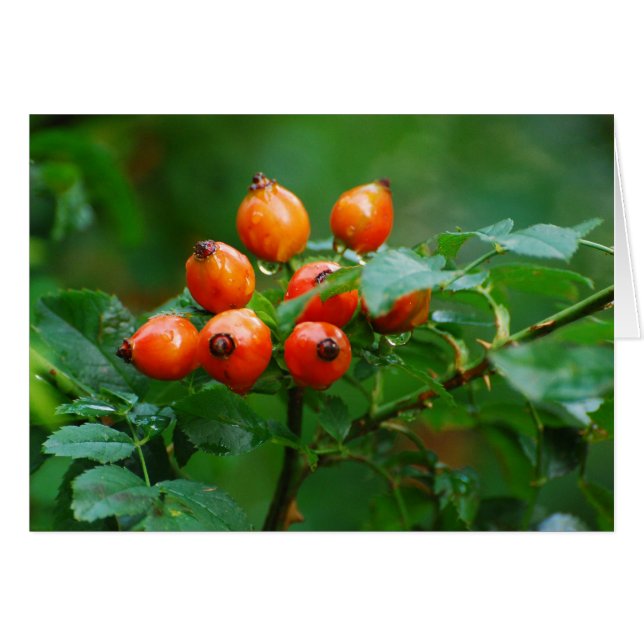 雨の後のローズヒップ3 (正面横)