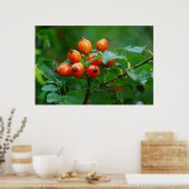 雨の後のローズヒップ ポスター (キッチン)