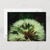 雨の後 – タンポポポの水滴 ポストカード (正面/裏面)