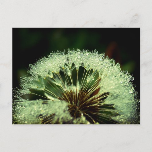 雨の後 – タンポポポの水滴 ポストカード (正面)