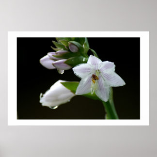 雨の後 ポスター