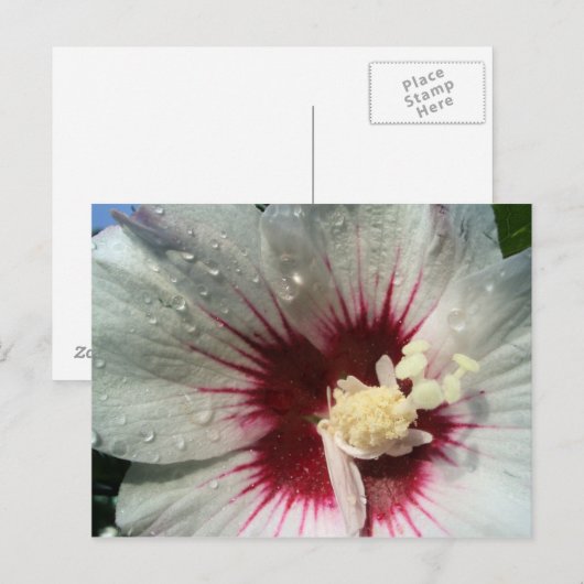 雨の後 ポストカード (正面/裏面)