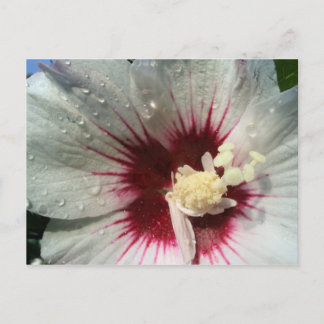 雨の後 ポストカード