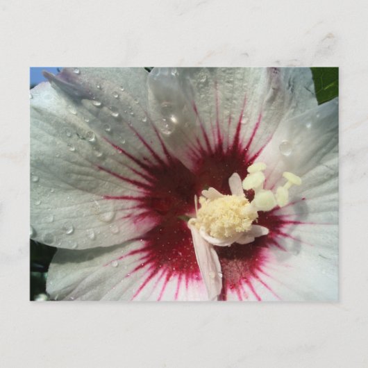 雨の後 ポストカード (正面)