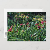 雨の日に再び咲くデイリーガーデンズ ポストカード (正面/裏面)