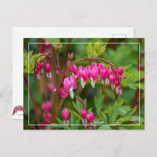 雨の日の出血ハートクローズアップ ポストカード (正面/裏面)