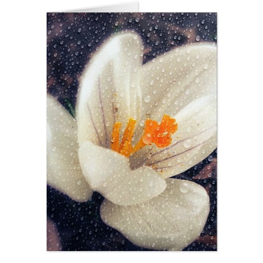 雨の日クロッカスフラワー (正面)