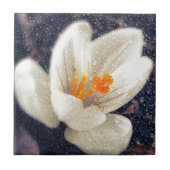 雨の日クロッカス タイル (正面)