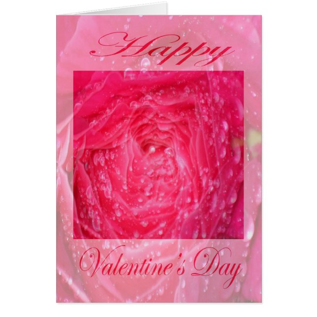 雨の滴るバレンタインのピンクのバラ (正面)