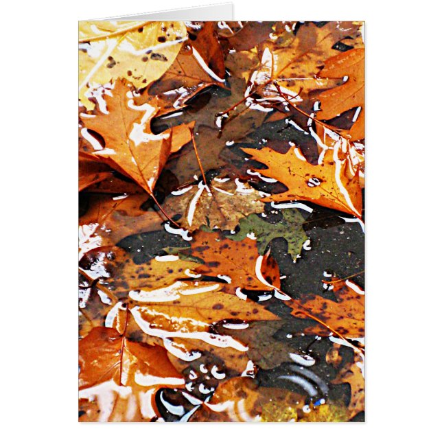 雨の紅葉 (正面)