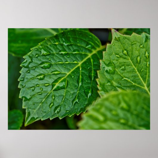 雨の雨滴の水滴葉の雨 ポスター (正面)
