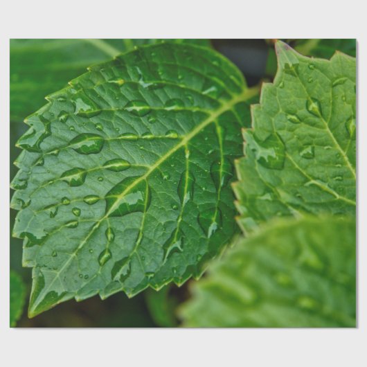 雨の雨滴の水滴葉の雨 ラッピングペーパー (フラット)
